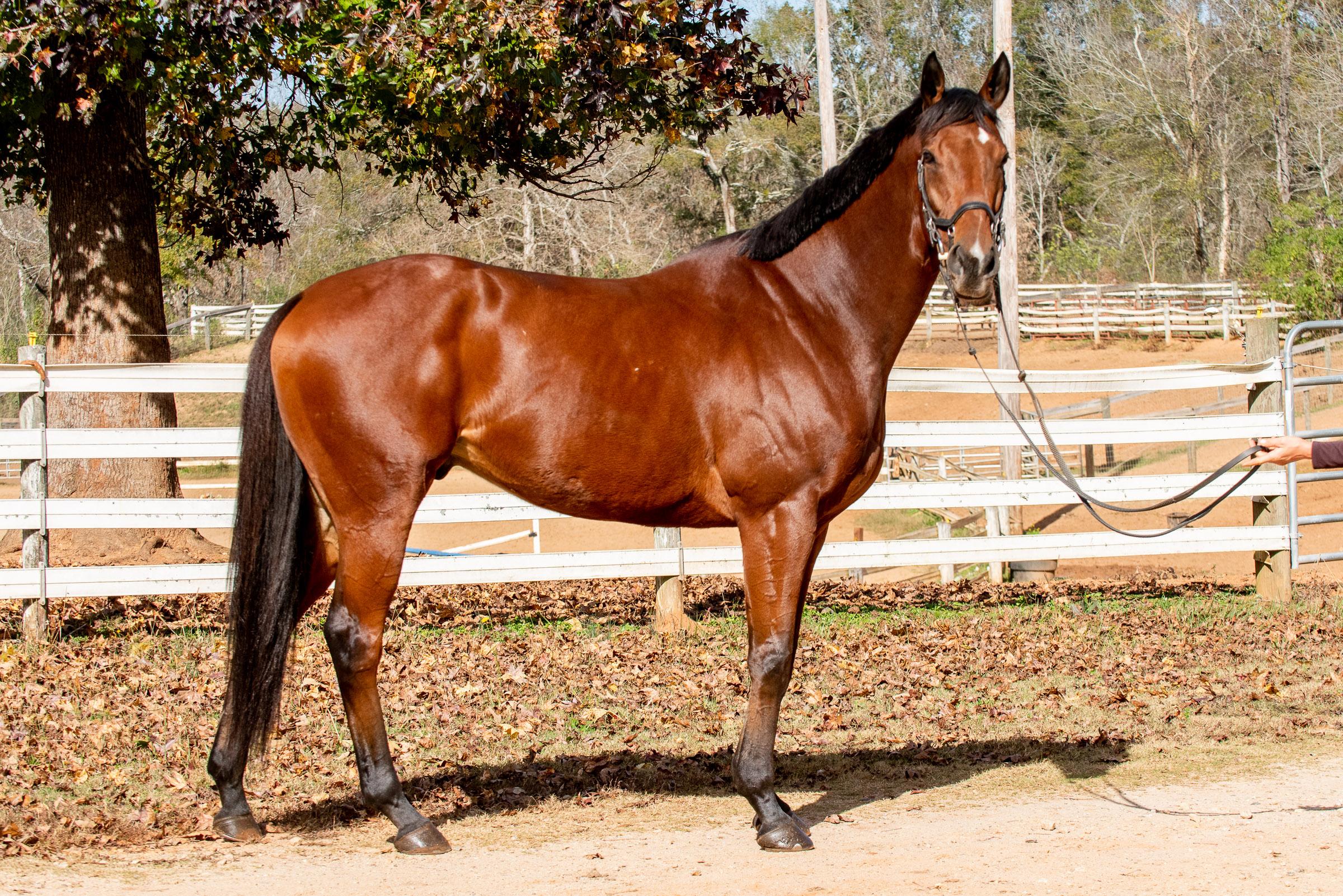 Race Horse