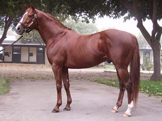 Race Horse